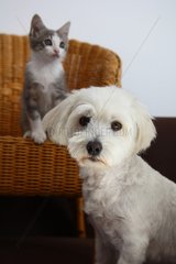 Coton de Tulear and Kitten sitting on a wicker chair
