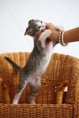 Kitten standing on a wicker chair playing with a woman