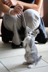 Kitten standing on the floor playing with a woman France