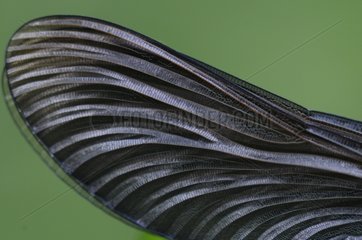Detail of folded wings of a Damselfly