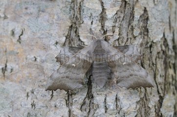 Mimicry of a moth on a tree trunk
