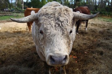 Portrait of Charolais Cow France