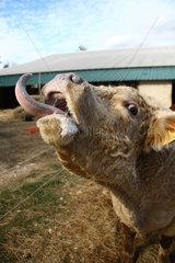 Portrait of Charolais Cow tongue out France