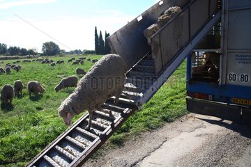 Return sheep transhumance in truck France