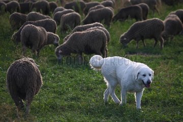 Patou in the middle of a flock of Sheep France
