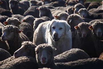 Patou in the middle of a flock of Sheep France