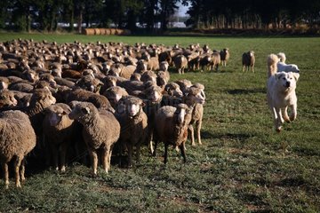 Patou gathering a flock of Sheep France
