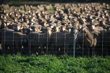 Flock of Sheep in the meadow behind an electric fence