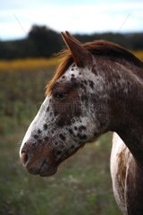 Portrait of a Apaloosa horse in a meadow France