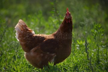 Hen standing in the grass France