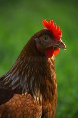 Portrait of Hen standing in the grass France