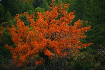 Tree in autumn Provence France