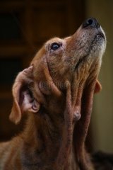 Dog suffering from skin disease Malasseziose France