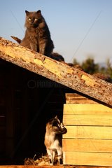 Long-haired gray cat on a roof and Dwarf Goat France
