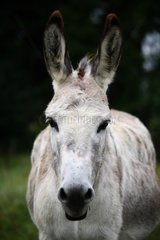 Portrait of Donkey in the meadow France