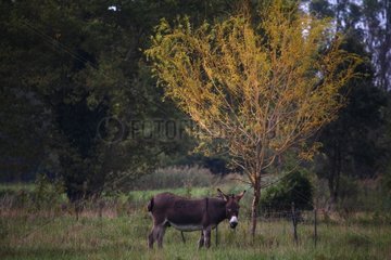 Ass beside a tree in a meadow in autumn France