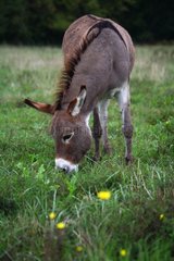 Donkey grazing grass in a meadow France