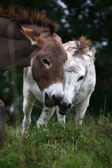 Donkeys head against head in a meadow France