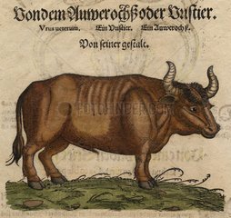 Illustration Auroch Treaty of Zoology Conrad Gesner