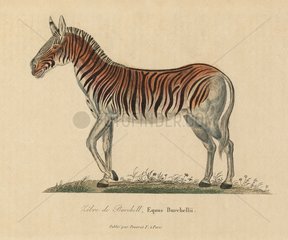 Etching of young Quagga nineteenth century