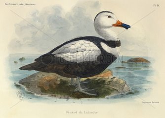 Illustration of Labrador Duck