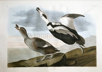 Illustration of Labrador Ducks