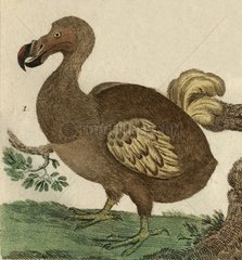 Illustration of Dodo