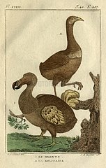 Illustration of Dodo and Rodrigues Solitaire
