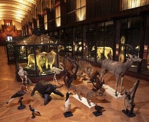 Gallery of extinct or endangered animals Museum Paris