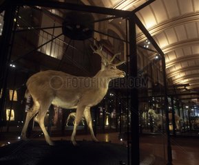 Schomburgk's Deer Gallery of extinct or endangered animals