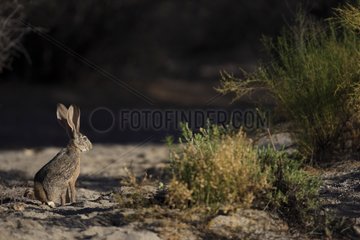 Black-tailed Jackrabbit the desert Vizcaino in Mexico