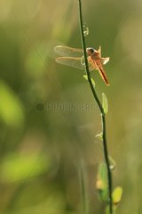 Male Red Darter on a rod at dawn France