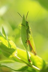 Young Green Grasshopper on a leaf France