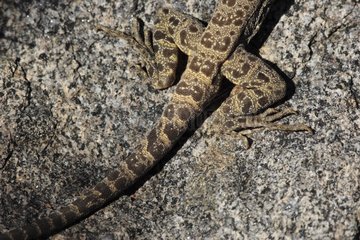 Detail of a Long-nosed Leopard Lizard tail Mexico
