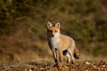 Red fox in winter in Burgundy France