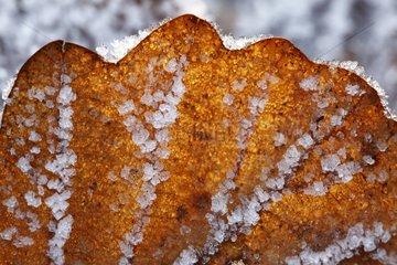 Frosted leaf in winter in the Yonne France