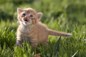 Red tabby kitten mewing in the grass France
