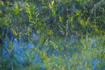 Reflection of vegetation on water Japan