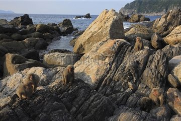 Japanese Macaque on Yakushima Island Japan