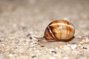 Turkish Snail crawling on the ground Vaucluse France