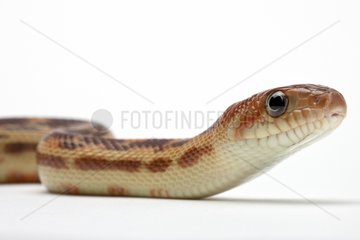 Cape Gopher Snake in studio on white background