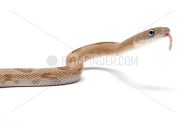 Trans-pecos Rat Snake in studio on white background