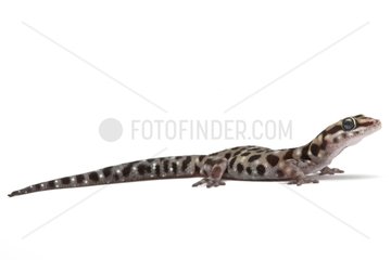 African tiger gecko in studio on white background