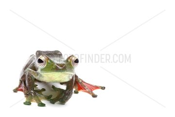 Malayan Flying Frog in studio on white background