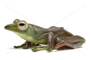 Malayan Flying Frog in studio on white background