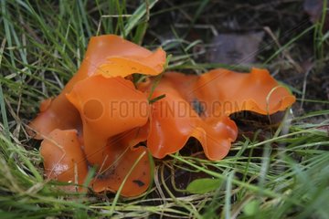 Peziza orange on the grass in autumn France