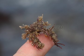 Spider crab on a finger in Brittany France