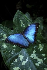 Blue Morpho on leaf in Costa Rica