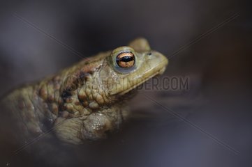Portrait of a Common Toad in the spring France