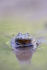 Portrait of a Yellow bellied Toad at spring France